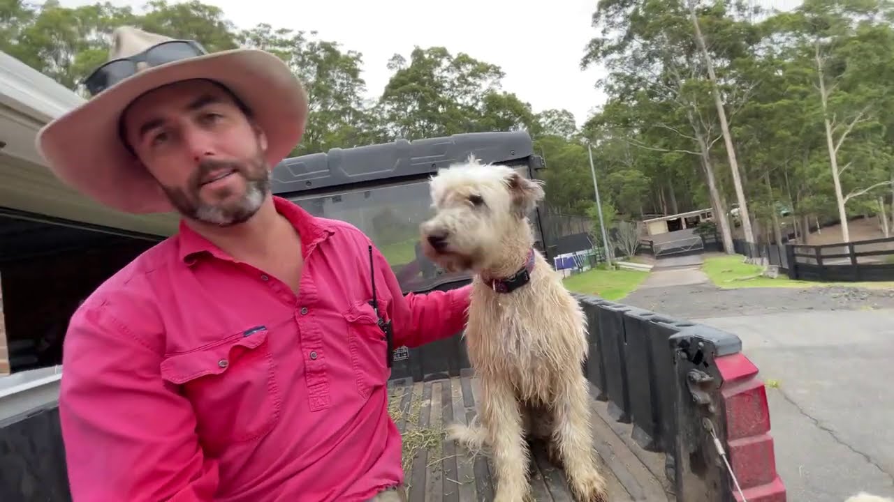 Taz the Soft-Coated Wheaten Terrier