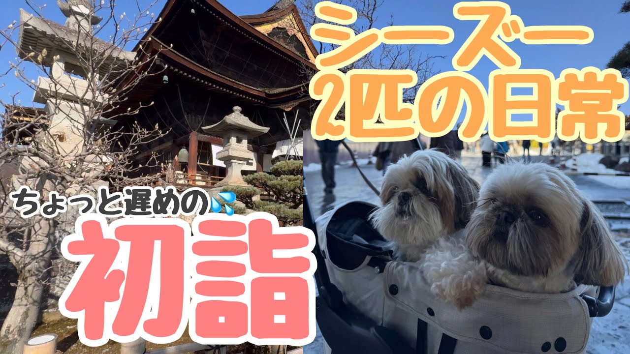 [シーズー多頭飼い]雪大好き！お散歩🐾日常/もこもこベッド/初詣