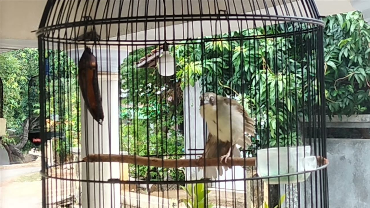 Burung opior paruh tebal wikplong