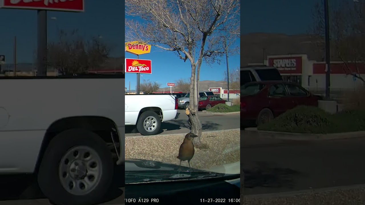Bird 🐦 Lands On My Car Hood #birds #birdwatching #birdslover