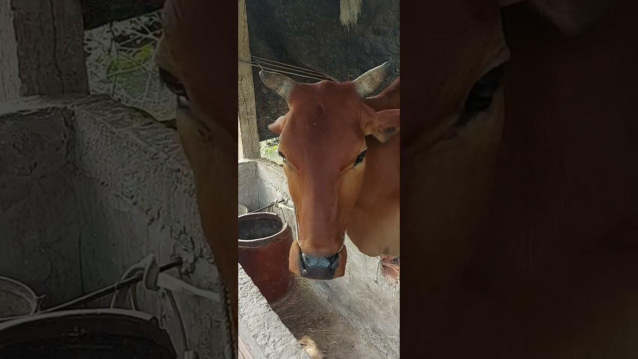 Con b&ograve; ki&ecirc;u ụm b&ograve;