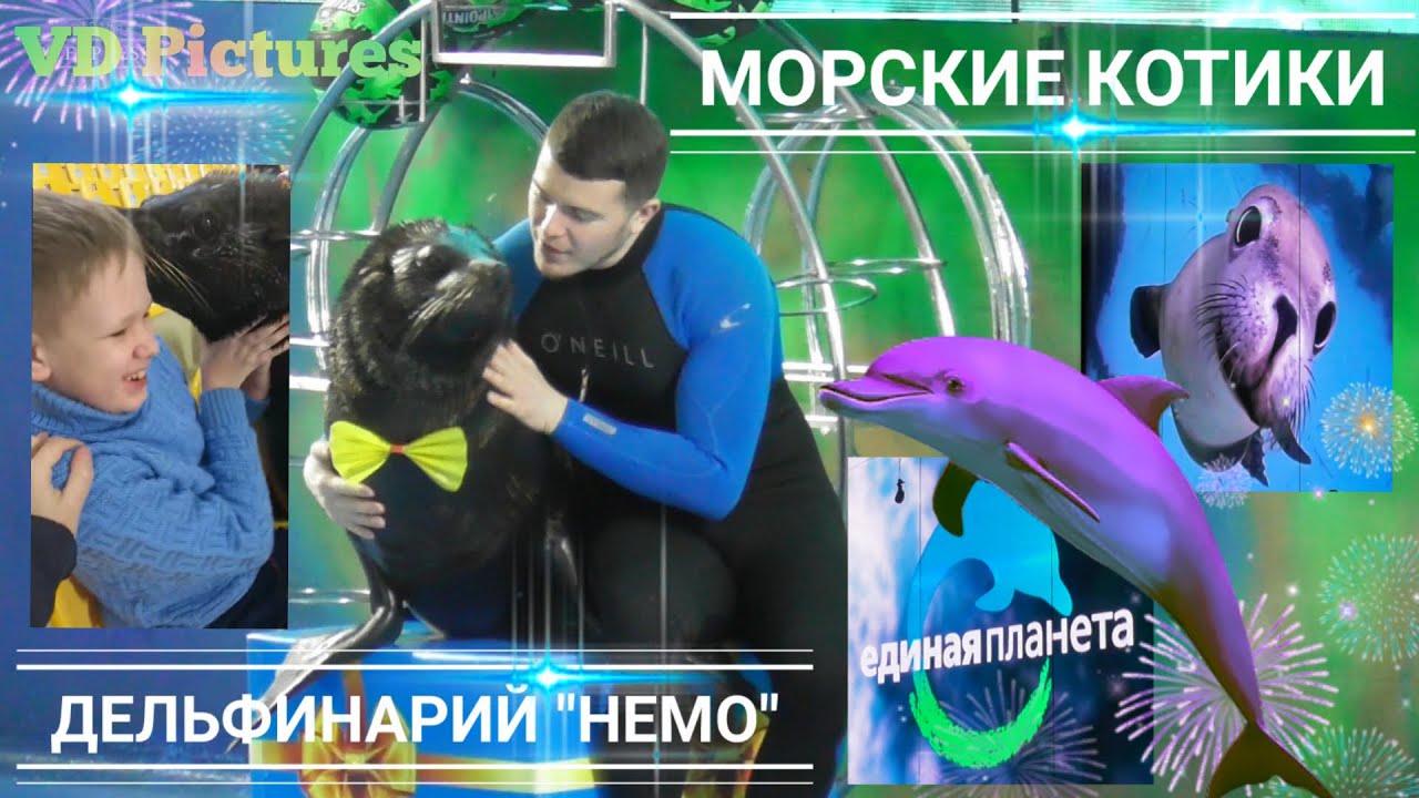 Морские котики. Дельфинарий 