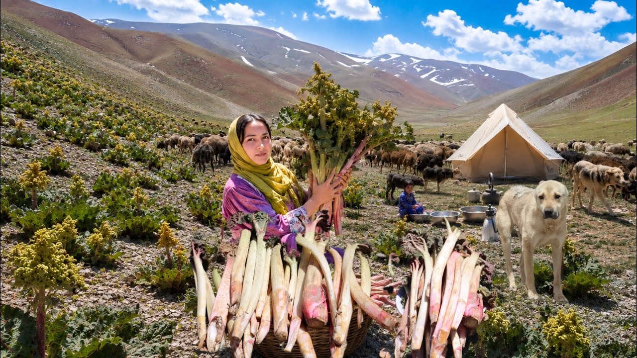 Harvesting Wild Rhubarb From Highest Mountain of Afghanistan| Cooking Village Style Food by Shepherd