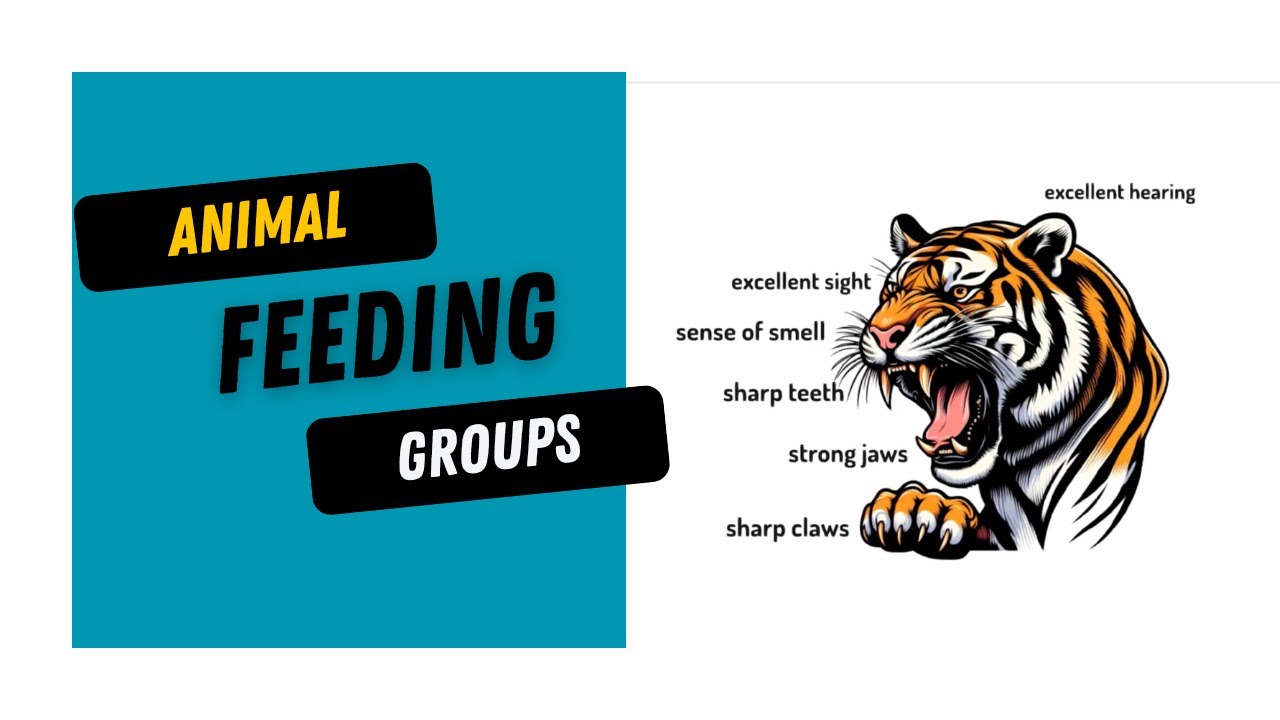 Herbivores, Carnivores & Omnivores Explained Animals Including Humans Year 4 Lesson 1