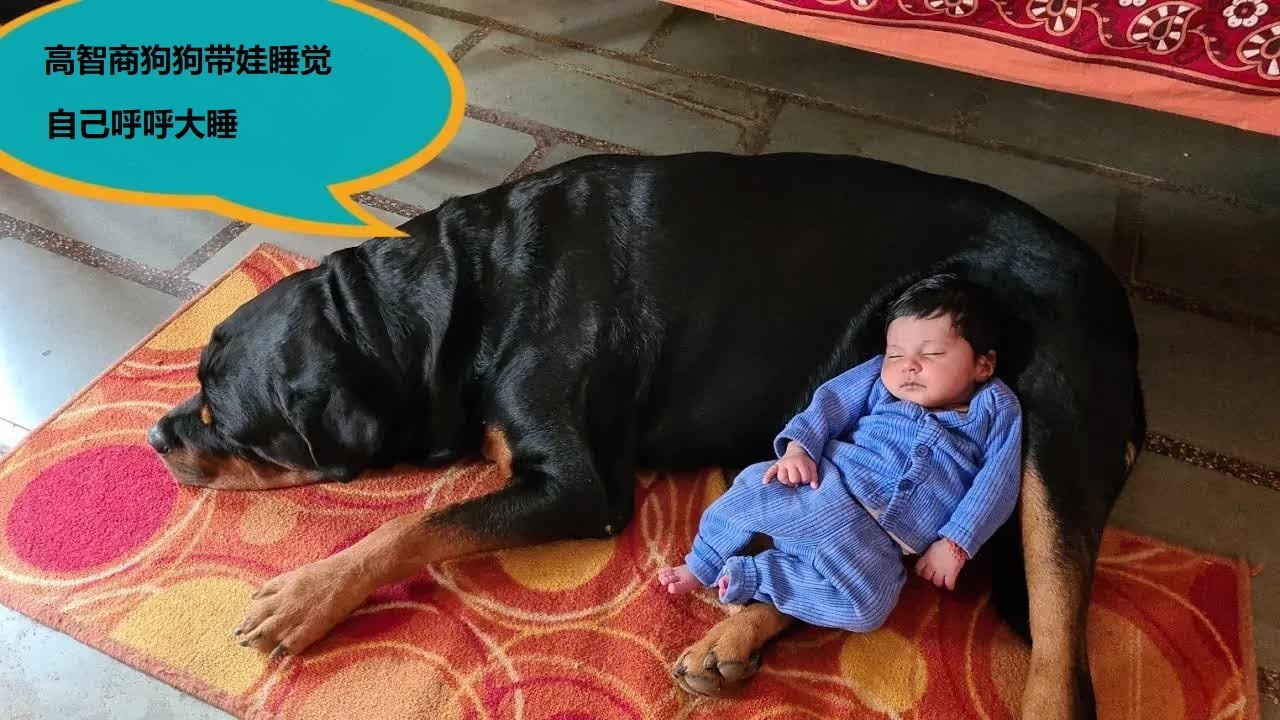 狗狗带宝宝，自己呼呼大睡，小孩被偷都不知道。