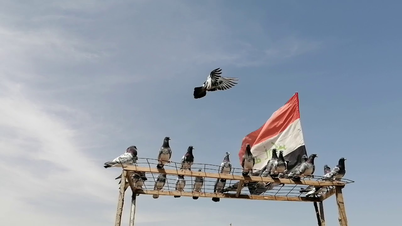 تور حبريات رس واحد من اصل زوجين