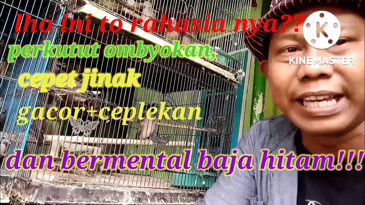 jangan salah memilih perkutut ombyokan!! pemula harus tahu,.