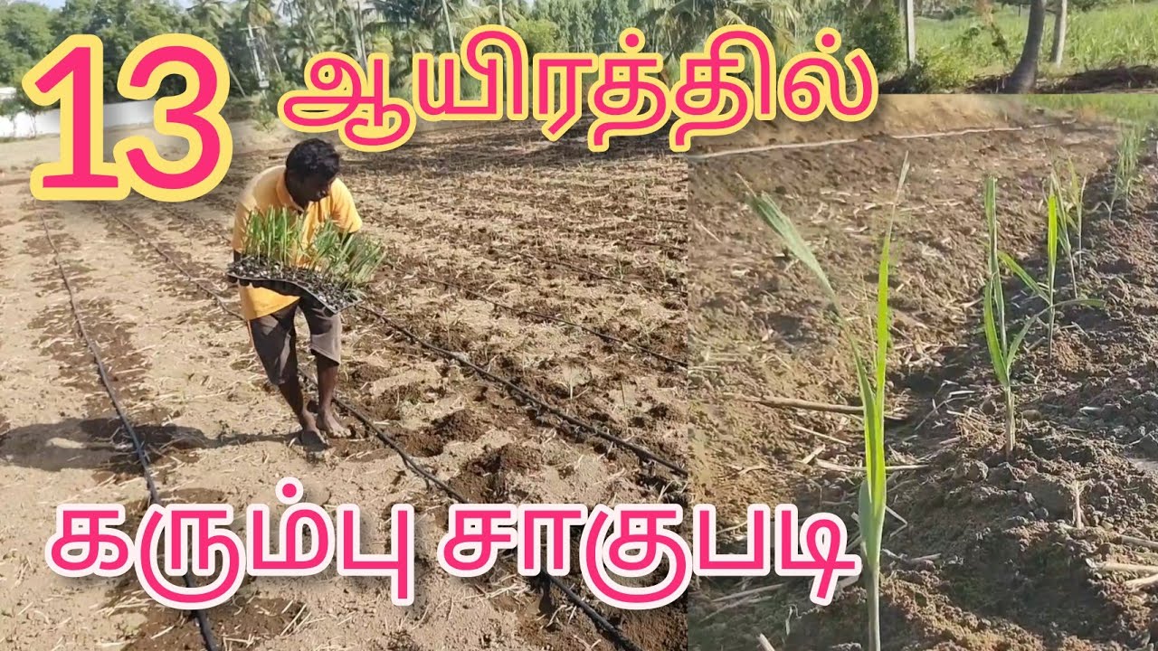 1ஏக்கருக்கு 6500 கரும்புநாற்று இருந்தால்போதும்/ இப்படியும் கரும்பு சாகுபடி செய்யலாம்/Sugarcane