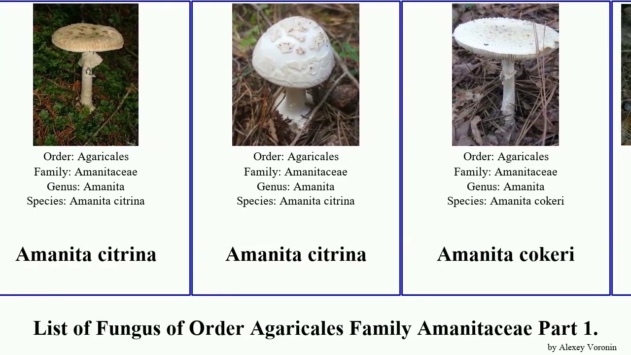 List of Fungus of Order Agaricales Family Amanitaceae Part 1. augusta australis caesarea arenaria