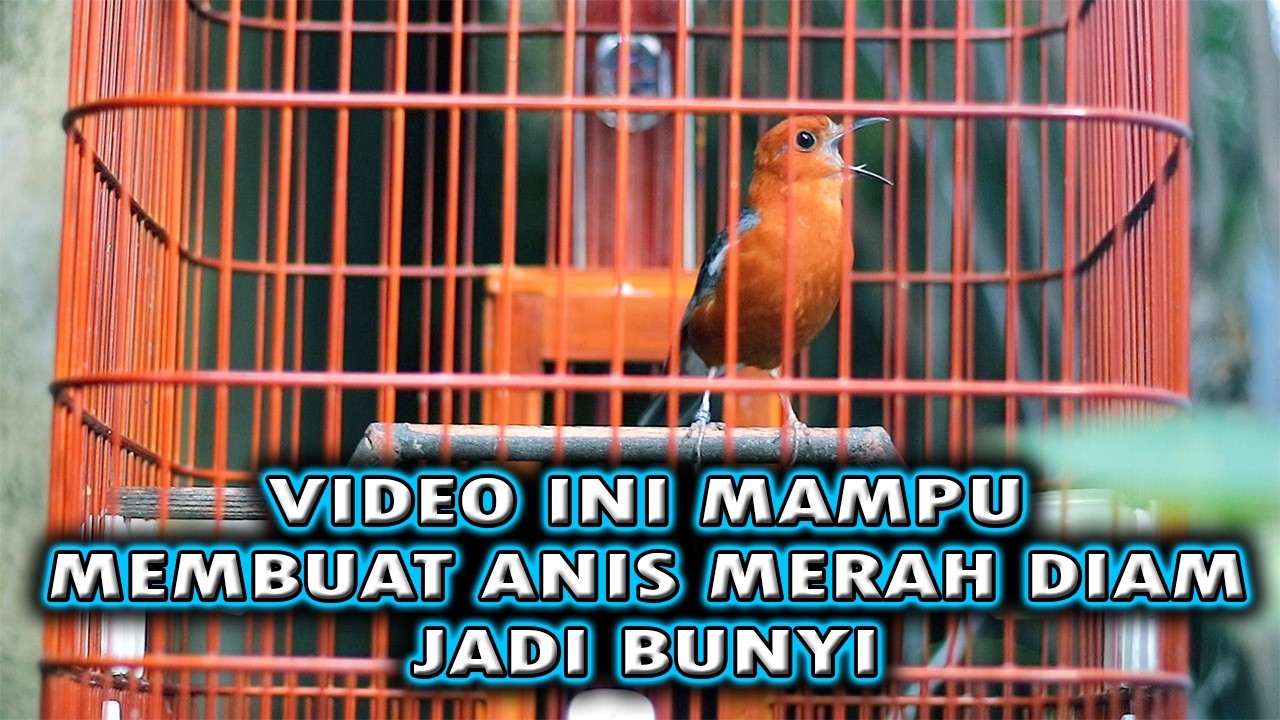 5 MENIT BISA BIKIN ANIS MERAH IKUT BUNYI  #pancingananismerah