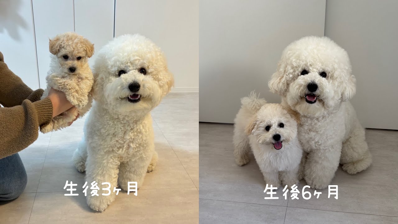 11kgの兄と仲良くなっていく小さな仔犬が可愛すぎた/生後3ヶ月から6ヶ月まで経過🐻‍❄️🐻