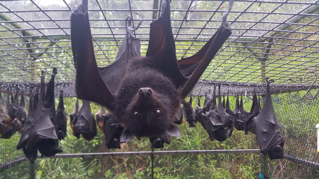 Australian rescued Bats | Rehab | Bat Megabat (Flying-fox) (Fruit bat) in care ❤️🦇