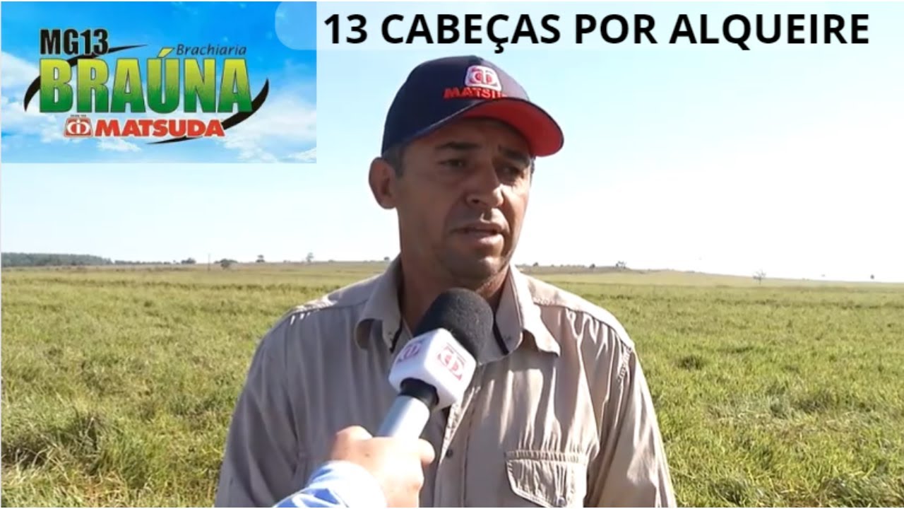 ''MG13 BRA&Uacute;NA'' BRACHIARIA MAIS PRODUTIVA DO BRASIL
