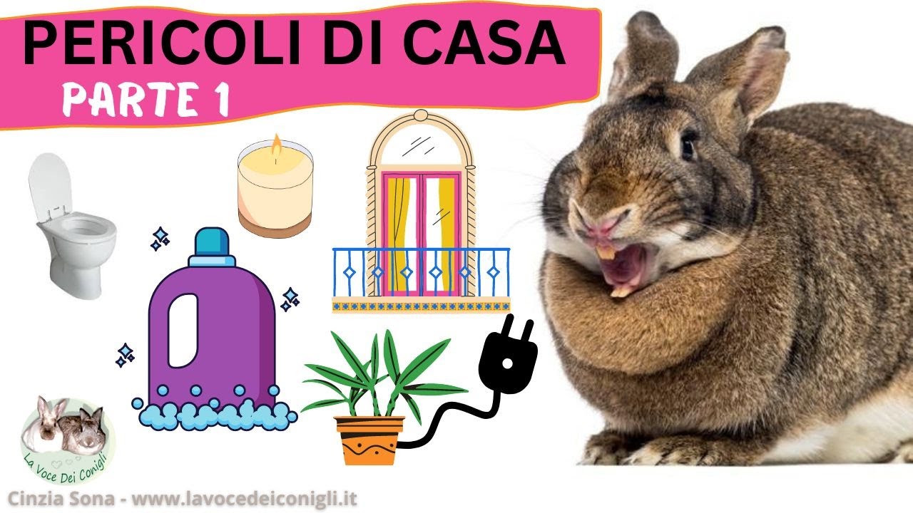 PERICOLI per il coniglio (PARTE 1)