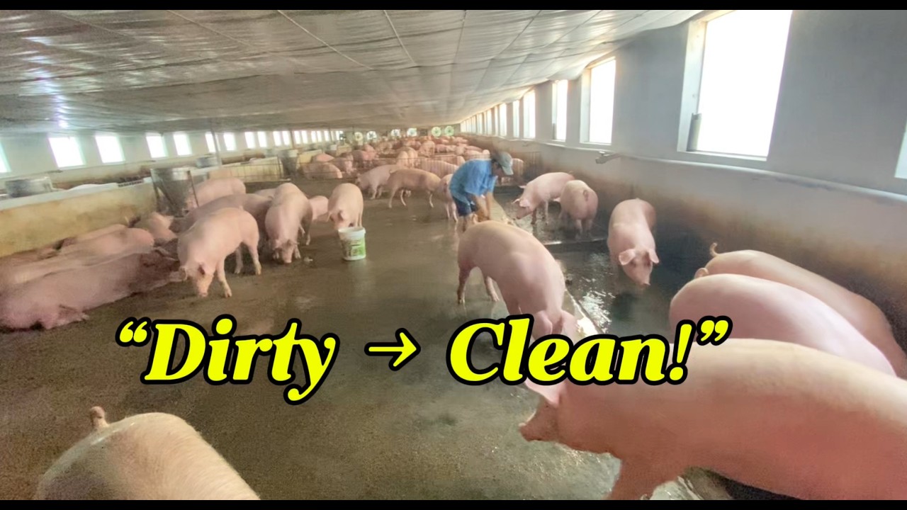 Cleaning a Pig Farm with 500 Pigs
