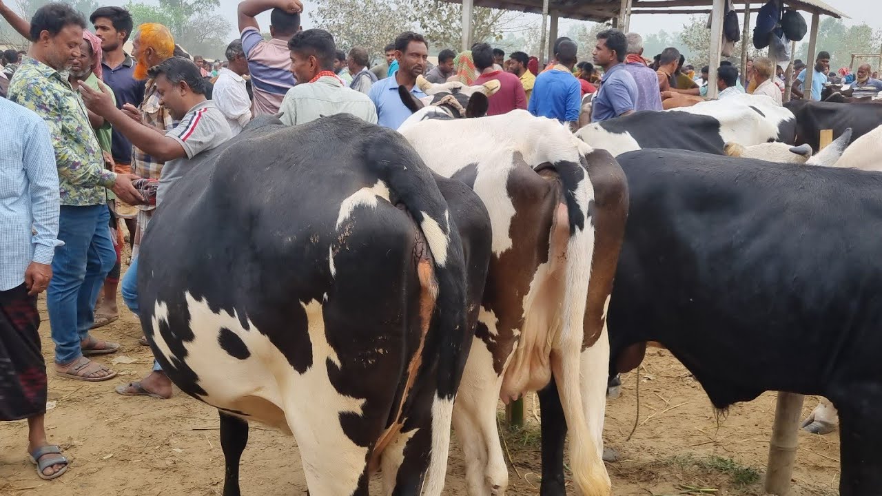 @আজ ৯ মার্চ ২৬ | মাংসের গরুর দাম | রানীগঞ্জ হাট | দিনাজপুর 