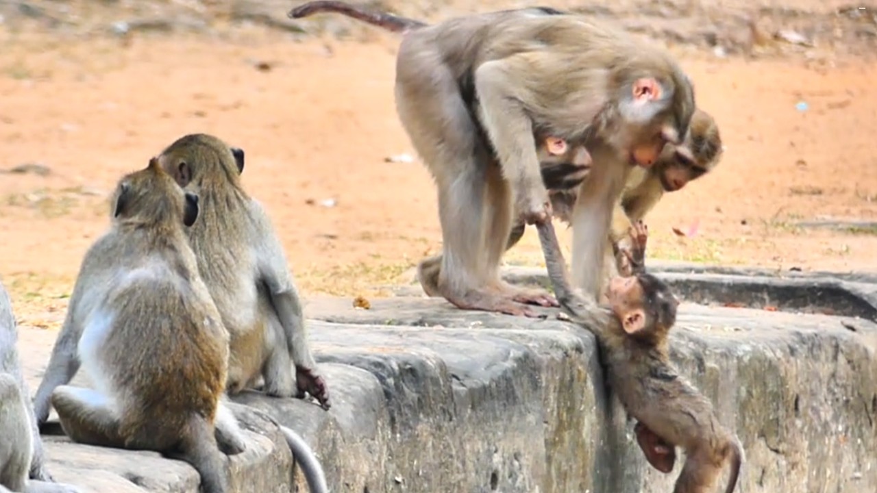 What happened? A monkey is angry at another monkey who pulled her baby
