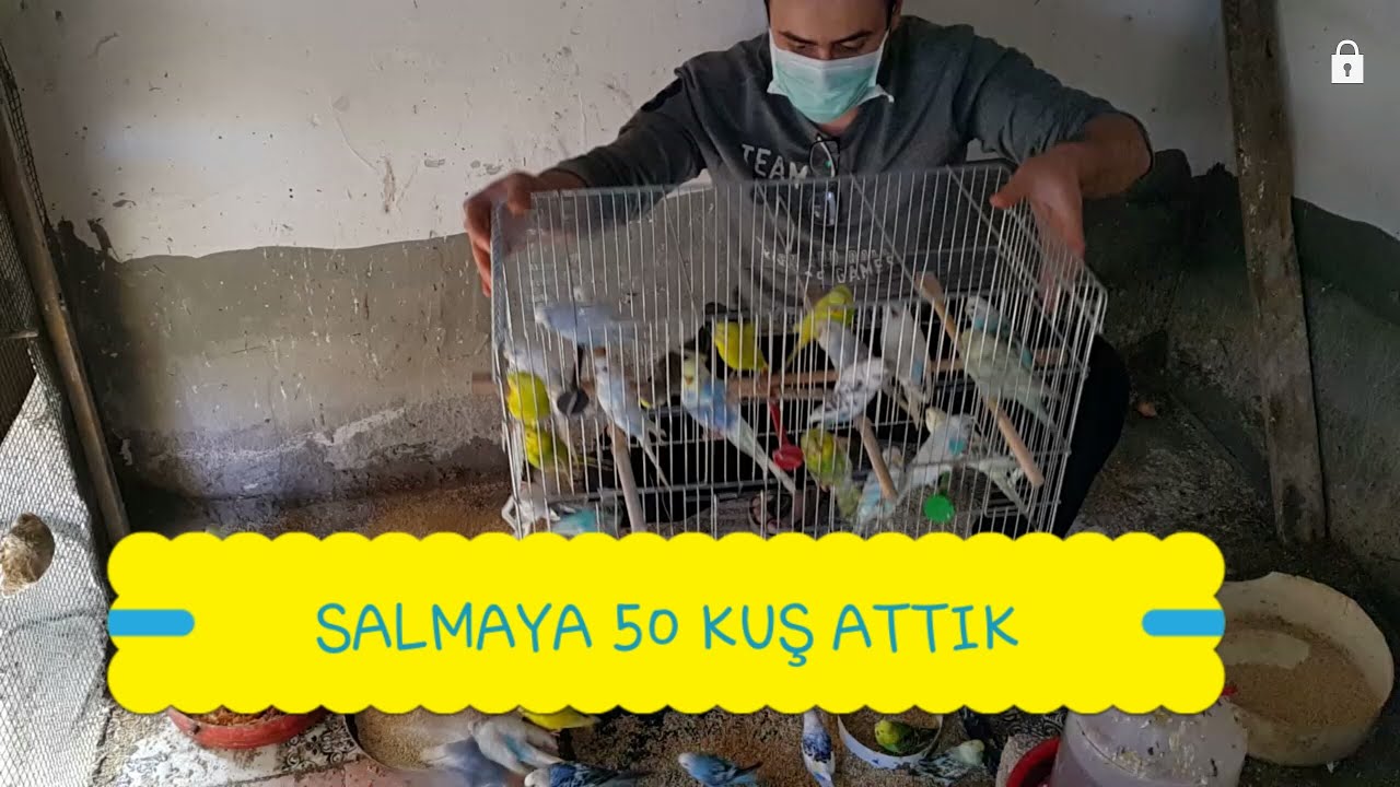 SALMA KÜMESİME 50 ADET MUHABBET KUŞU  ATTIK #ÜRETİMHANE#SALMA#MUHABBETKUŞU#MYHOBYVLOG#MAMA