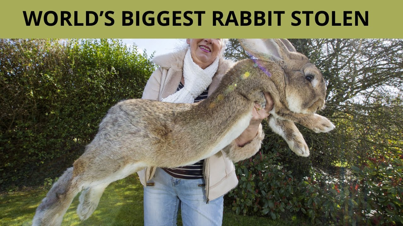 &lsquo;World&rsquo;s biggest rabbit&rsquo; stolen from owner&rsquo;s garden