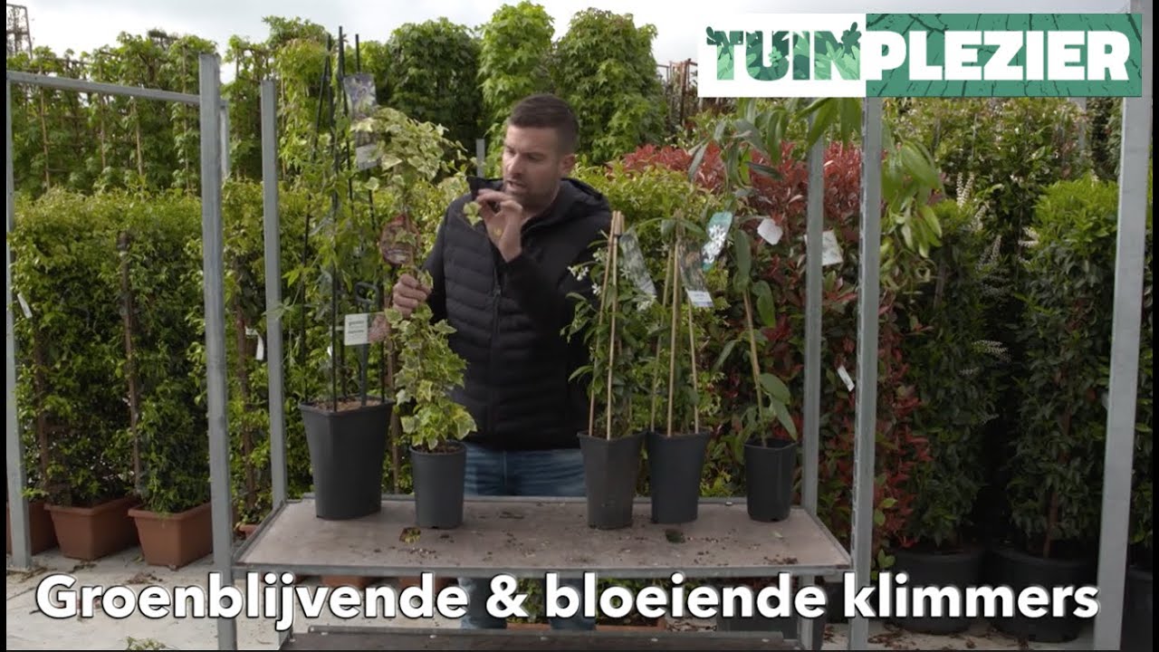 Arjans Top 5 groenblijvende & bloeiende klimplanten | TUINPLEZIER