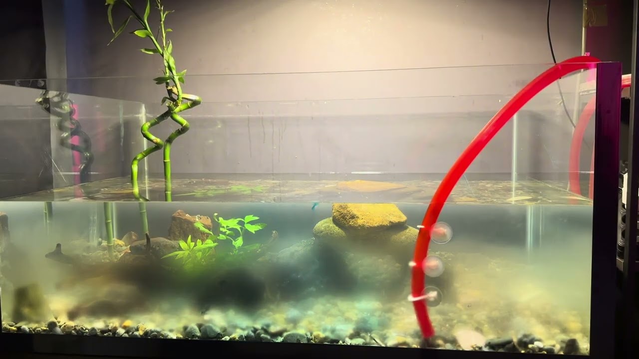 Akvaryumu Sıfırdan Kurduk! Deniz Taşı, Yeni Çakıl ve Büyük Değişim 🐠