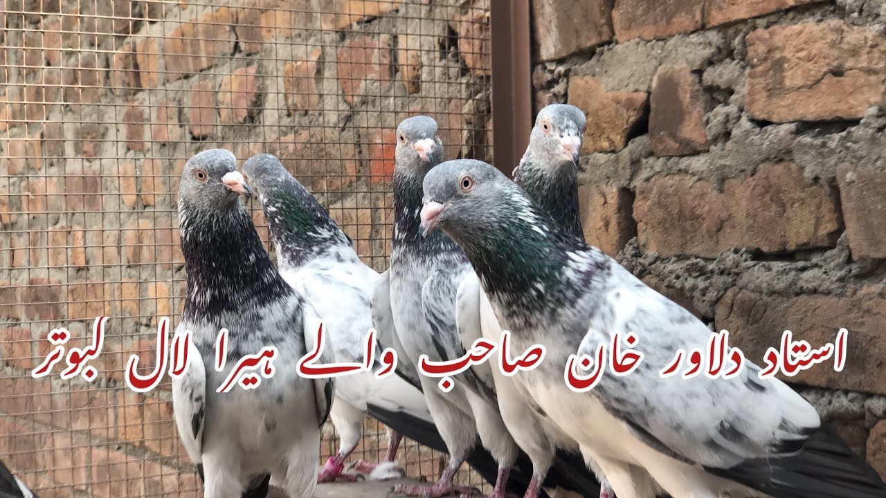 Ustad dilawar khan Saab wale Heera laal kabootron ka shoq karain (part 1)