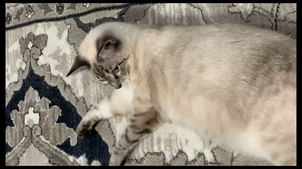 Lynx Point Siamese Transformation from 7 week old Kitten to almost 2 year old Cat!