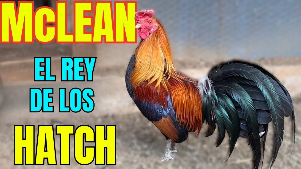 McLEAN HATCH.... EL NUEVO REY