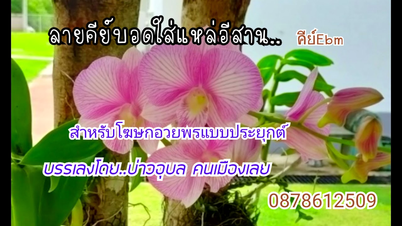 ดนตรีลายคีย์บอดใส่แหล่อีสาน คีย์ Eb m บรรเลงโดย บ่าวอุบล คนเมืองเลย โฆษกอาชีพ