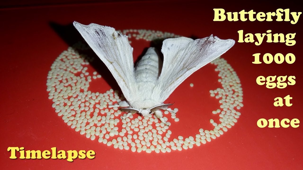 Single MOTH Goes Crazy on laying 1000 eggs | Silkworm Cocoon | Butterfly lifecycle timelapse