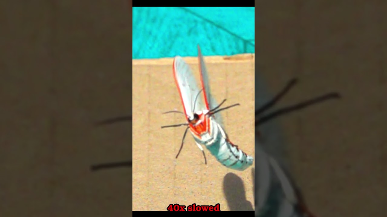 Aloa lactinea Red Costate Tiger Moth Takeoff | 40× Slow Motion Flight