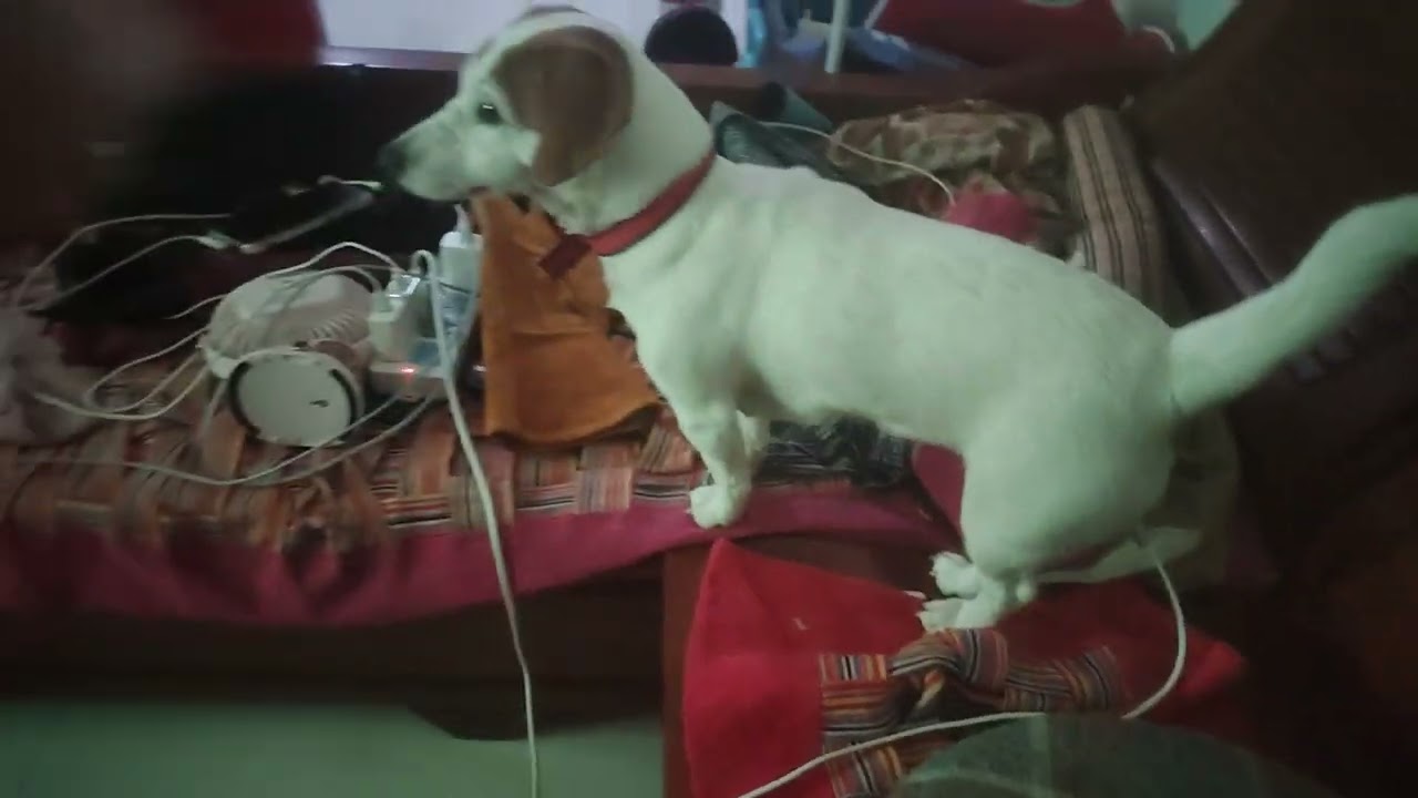 #jackrussellterrier Nala is watching a movie #pets #dogshorts #livinginchina #doglife #puppy #cute 