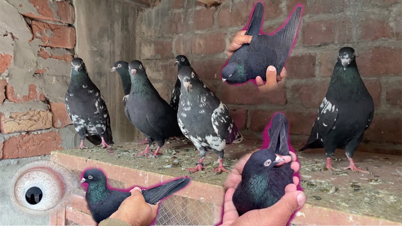 Top Quality Shandar Result  Waly Kaaly Cheeny Kabuter || Shock Krein