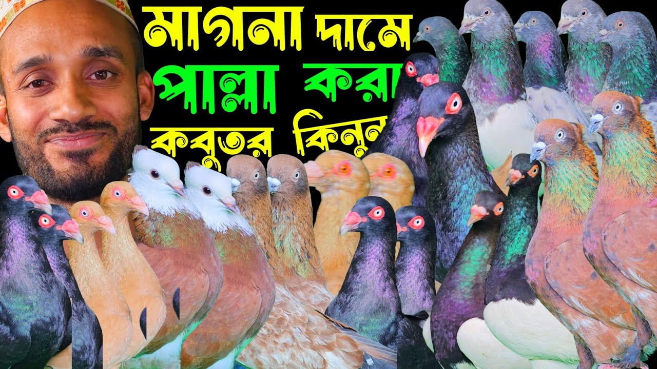 মাগনা দামে চিলা,নাপ্তা,রেসার,ফেন্সি,গোল্লা কবুতর কিনুন | বাকবাকুম পায়রা | pigeon 