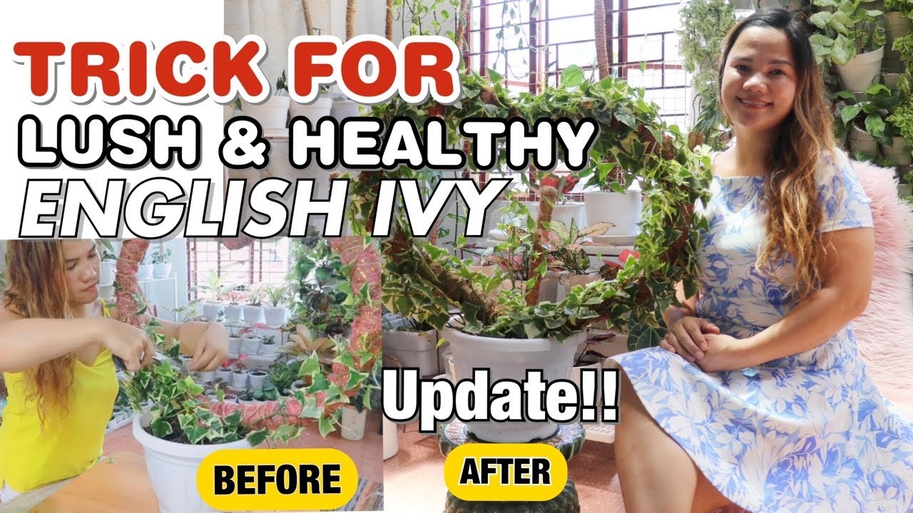 TRICK’S & CARE TIPS FOR LUSH & HEALTHY ENGLISH IVY PLANT + PROPAGATION | LOVEKYE 8