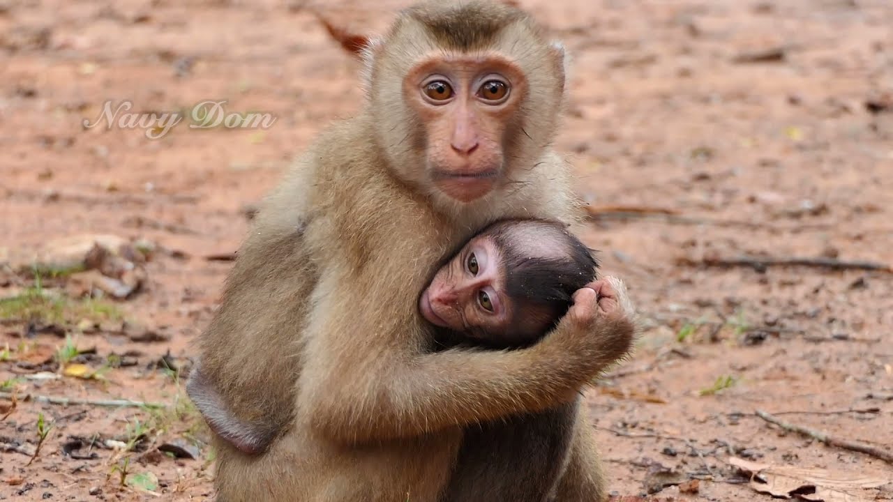 So Adorable Sovana take care baby monkey Rollo | Sweet Sovana family monkeys
