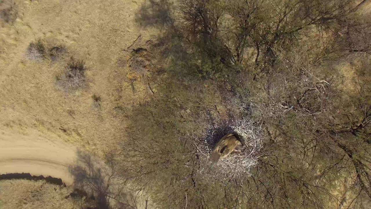 Vulture nest