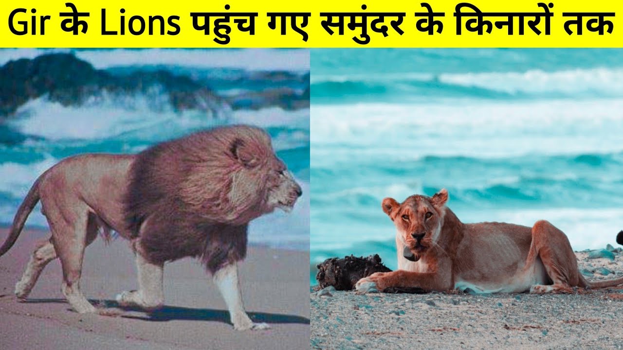 Gir National Park के Lions पहुंच गए समुंदर के किनारों तक | The True Story Of Lions |