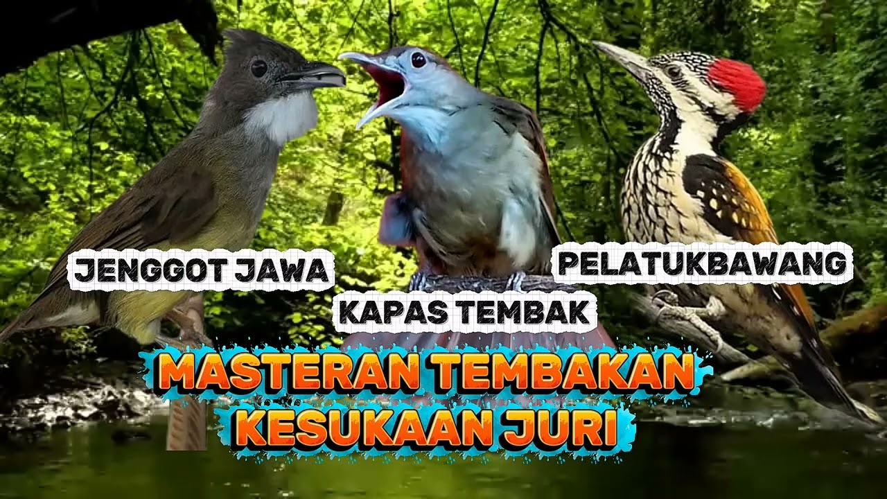 MASTERAN BURUNG LOMBA 📌TEMBAKAN RAPAN DAN PANJANG 