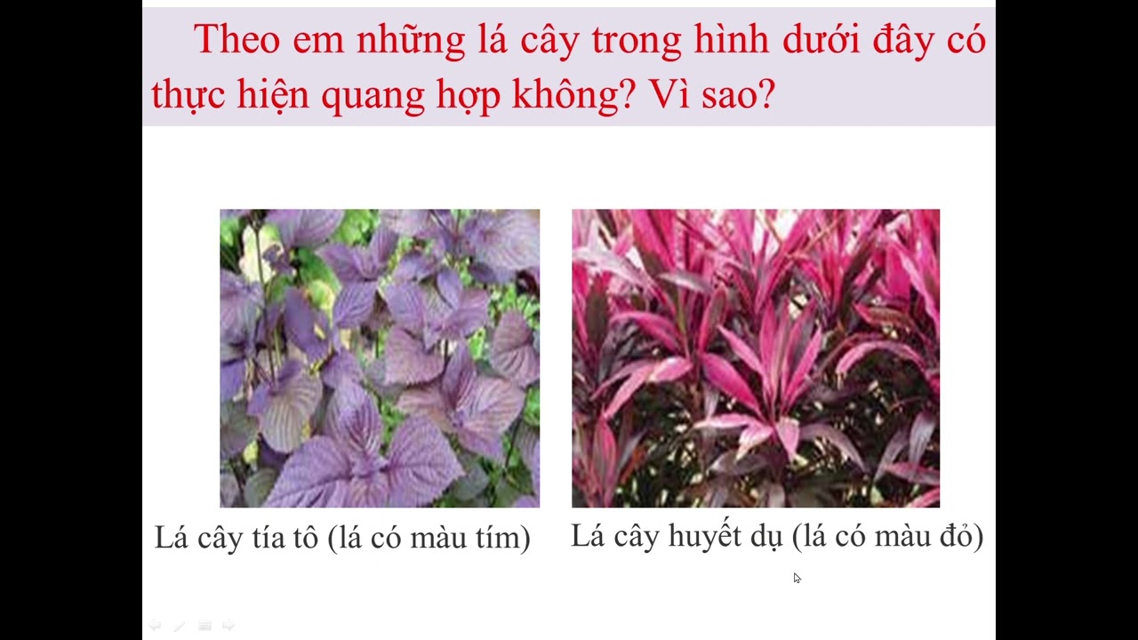 KHOA HỌC TỰ NHIÊN LỚP 7: BÀI 23: QUANG HỢP Ở THỰC VẬT