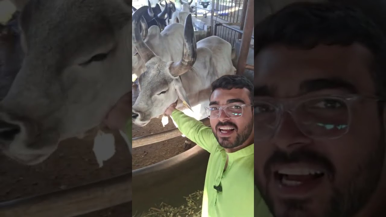 Gaushala live