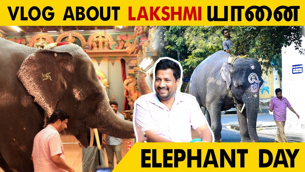 Manakula Vinayagar லட்சுமி யானை VLOG | #sarakukadai | #Pondicherry
