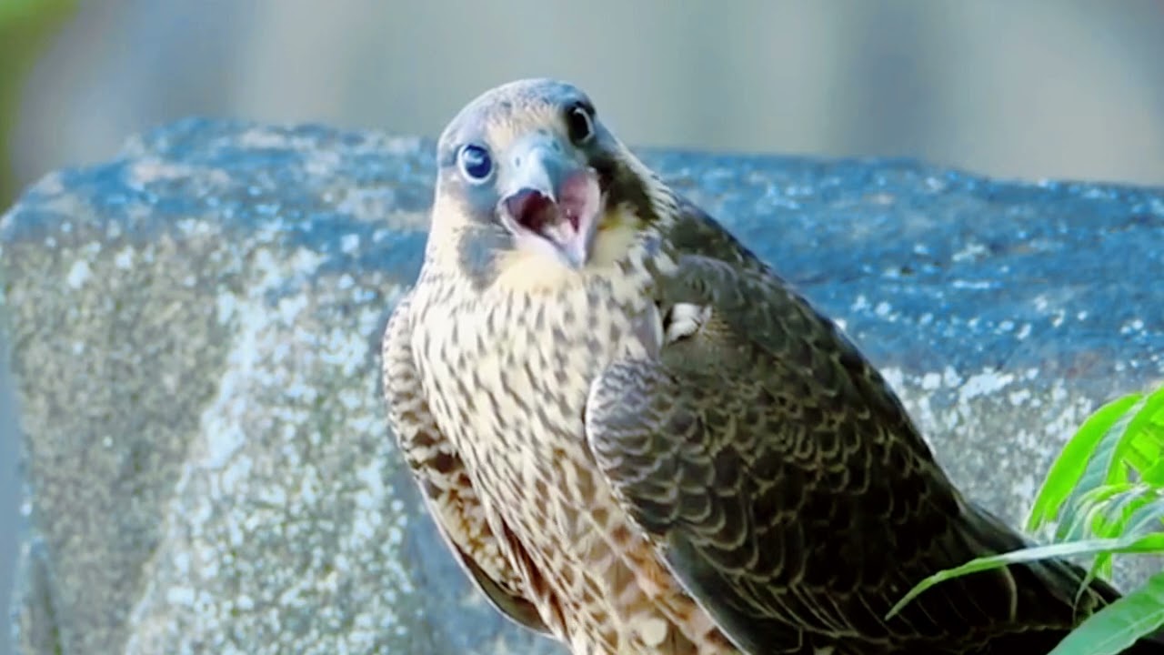 Bird sounds  Stunning Nature  Stress Relief  | Relaxing Birds Sound | Soothing Birds Chirping