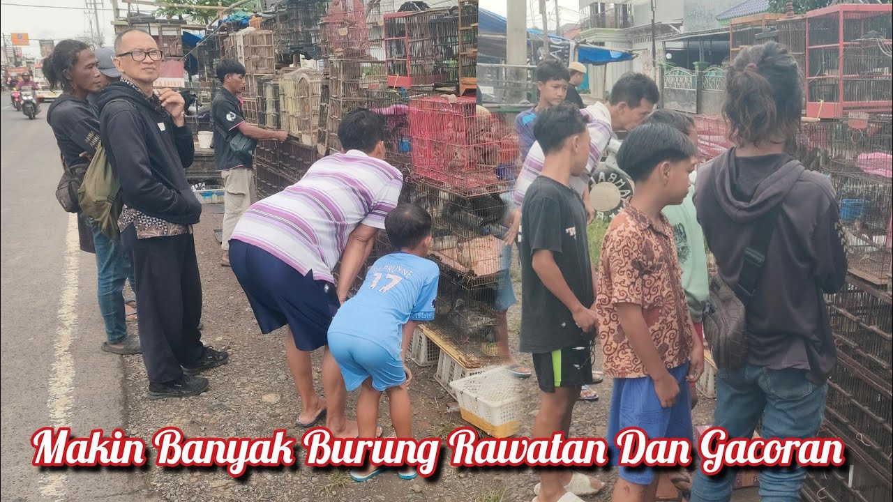 Makin Banyak Burung Rawatan Dan Gacoran 
