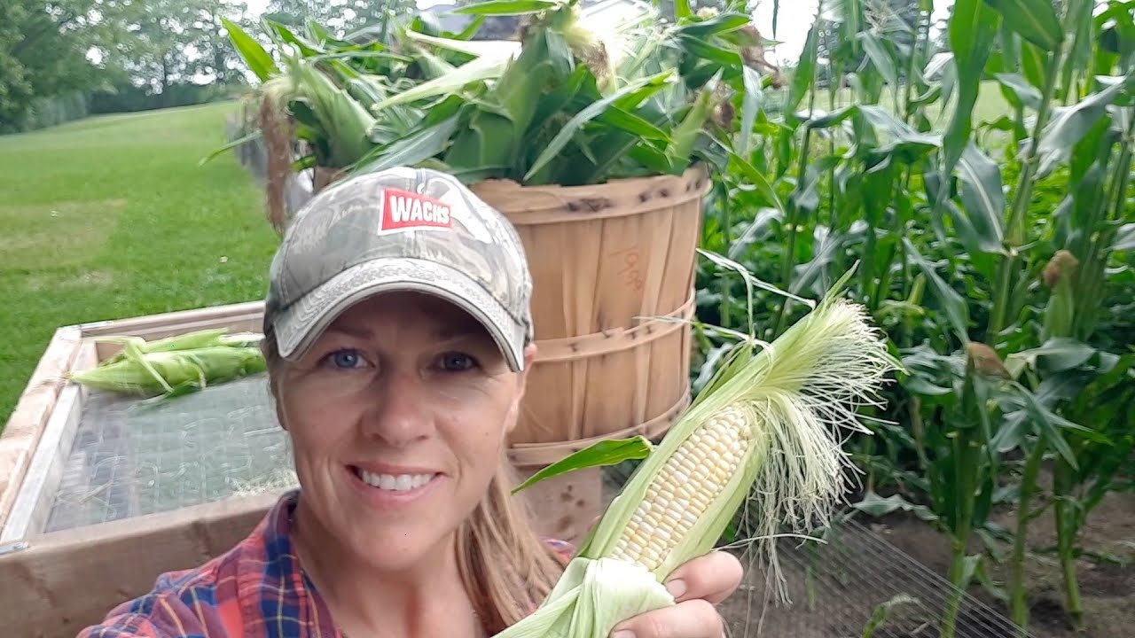 How to Know When Sweet Corn Is Ready to Harvest!