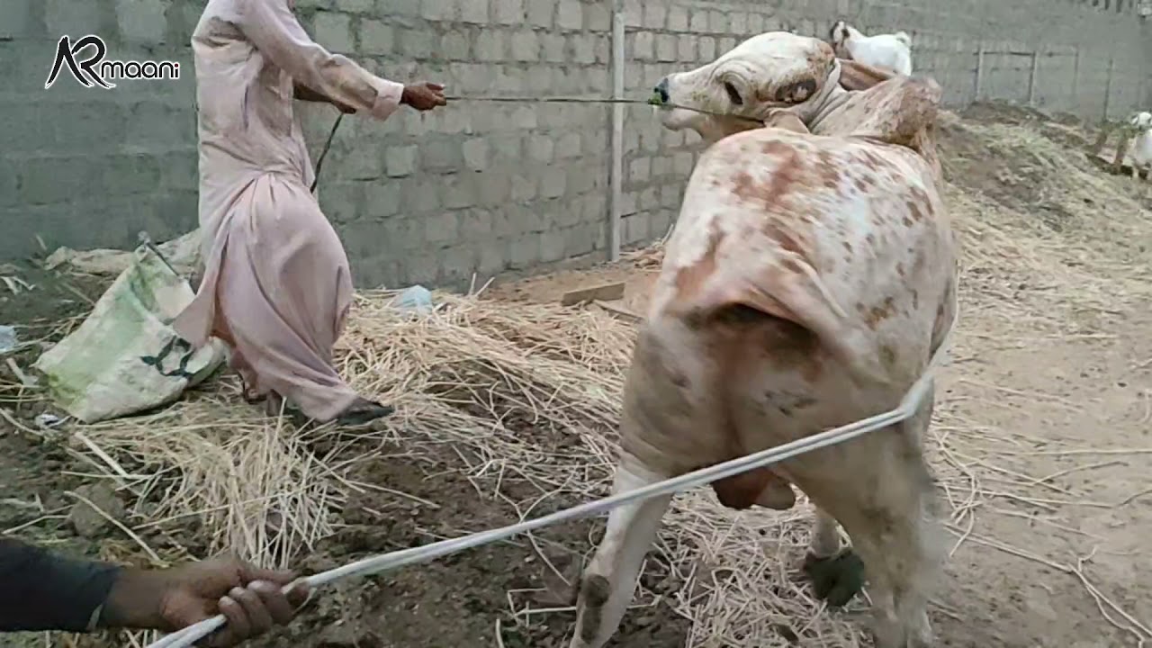Unloading Video Of Big Bull At My Farm | AR Maani