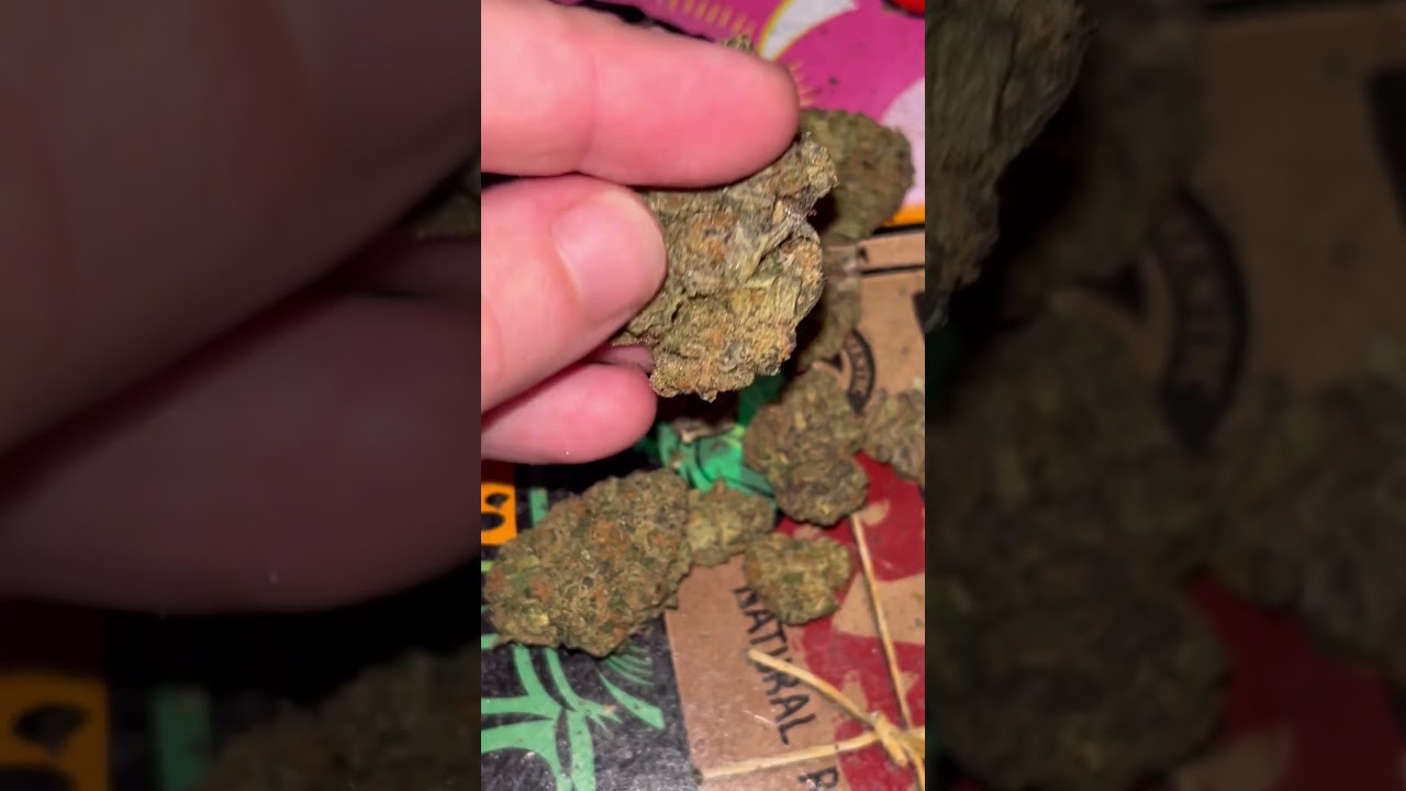4C Labs A&ccedil;ai Berry Flower #4clabs #ukmedicalcannabis #acaiberry #thinmintcookies #sunsetsherbet
