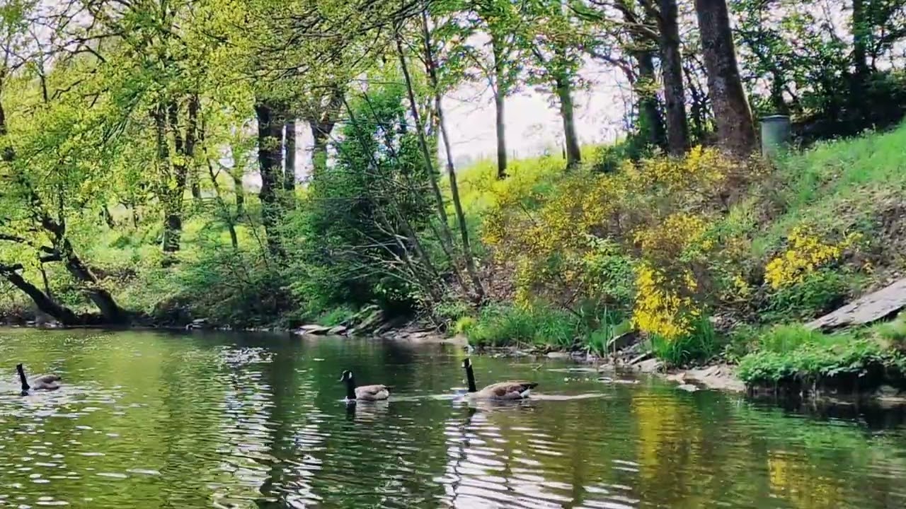 Relaxing Sounds Of Nature - Peaceful Forest River // Ducks Swimming