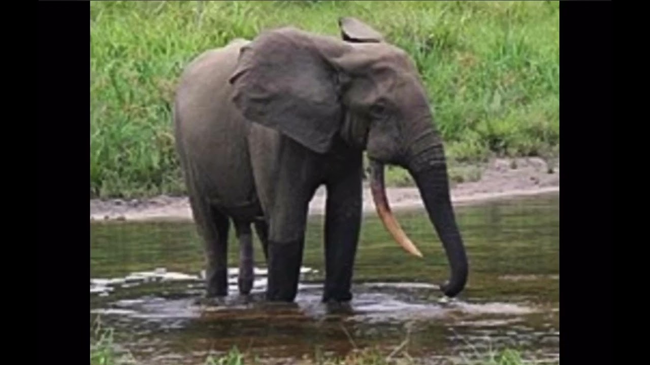 Forest elephant sounds