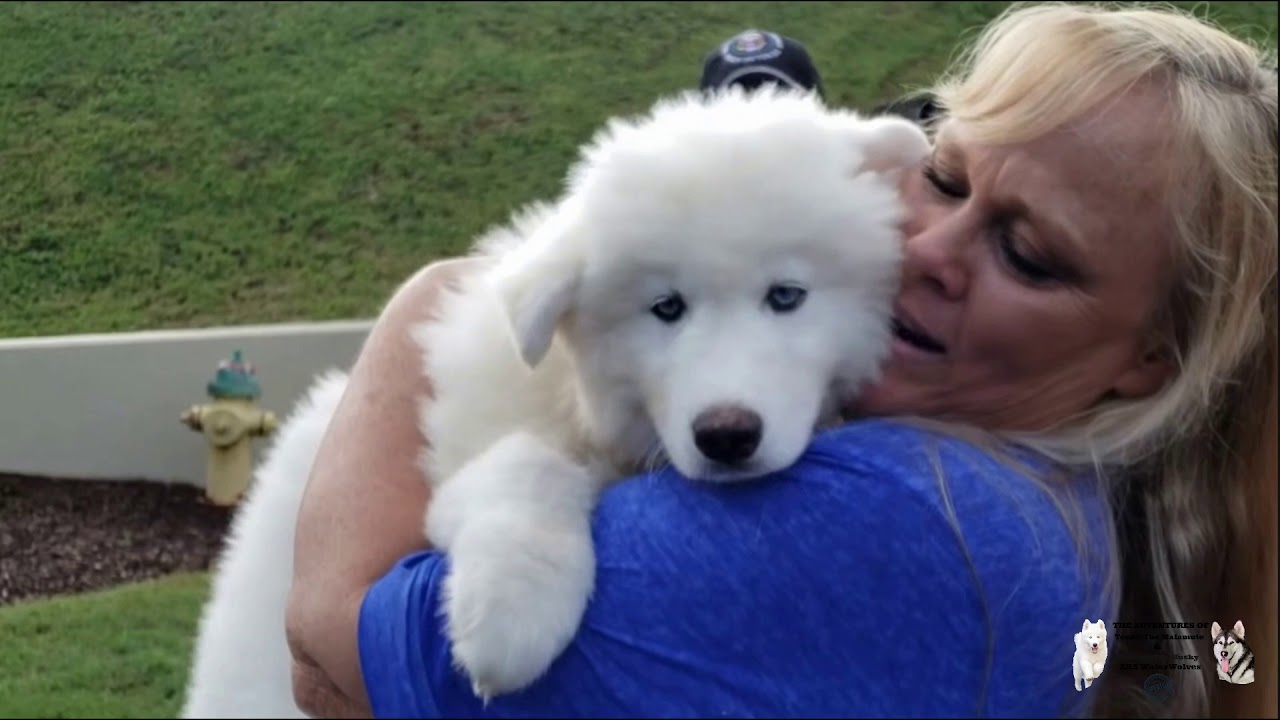 Picking Up Monroe The Husky!